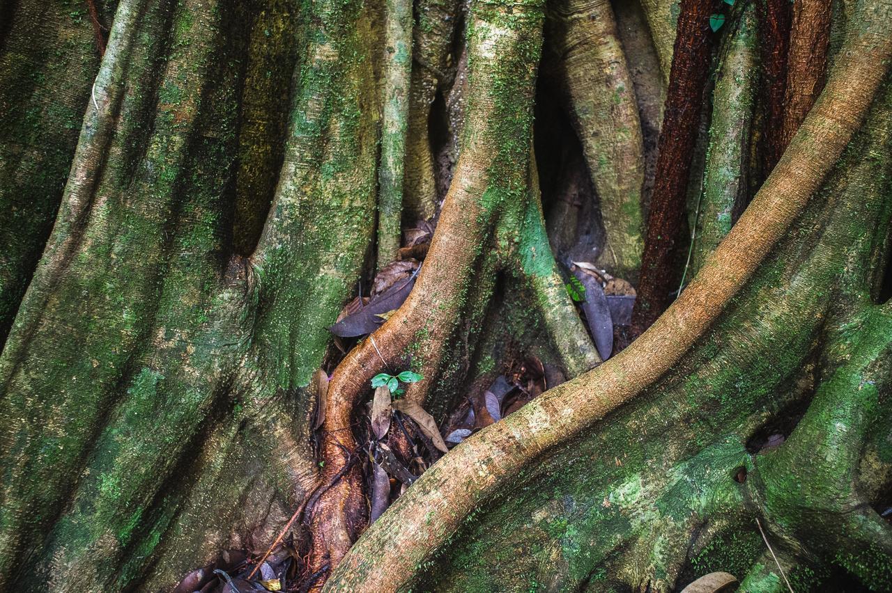 Explore Sinharaja Rain Forest Tour Camp Dombagoda Zewnętrze zdjęcie