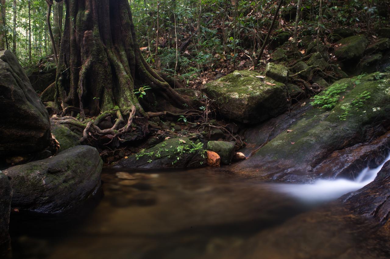 Explore Sinharaja Rain Forest Tour Camp Dombagoda Zewnętrze zdjęcie