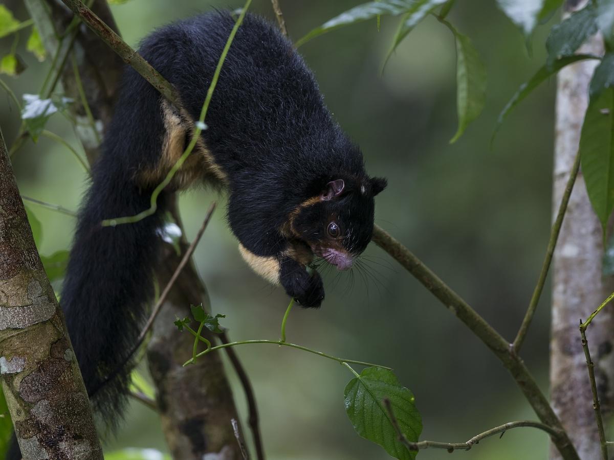 Explore Sinharaja Rain Forest Tour Camp Dombagoda Zewnętrze zdjęcie