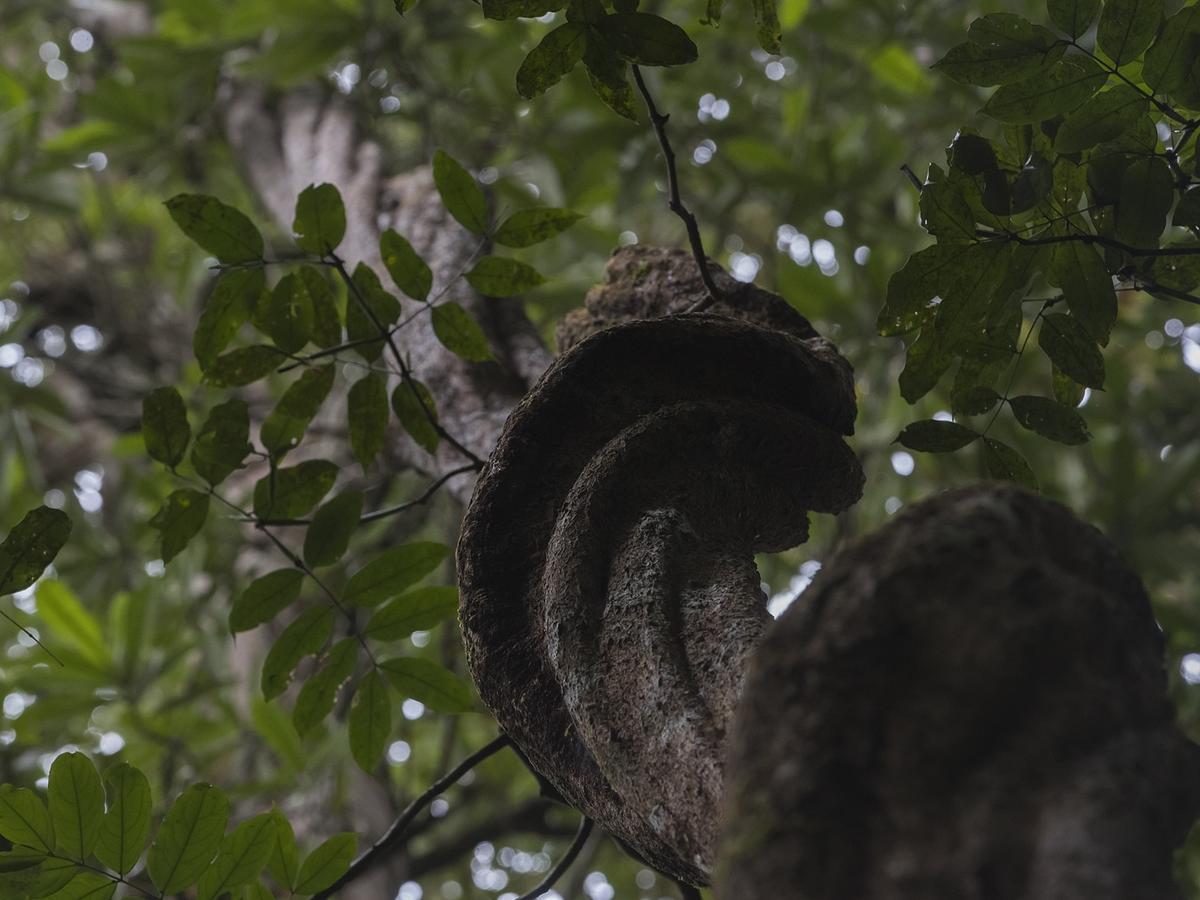 Explore Sinharaja Rain Forest Tour Camp Dombagoda Zewnętrze zdjęcie